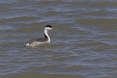 Clark's Grebe, Aechmophorus clarkii