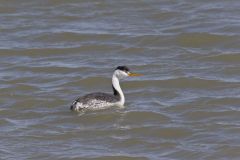 Clark's Grebe, Aechmophorus clarkii
