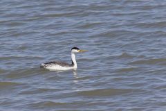 Clark's Grebe, Aechmophorus clarkii