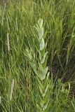 Clasping Dogbane, Apocynum sibiricum