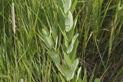 Clasping Dogbane