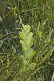 Clasping Dogbane, Apocynum sibiricum