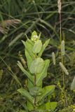 Clasping Dogbane, Apocynum sibiricum