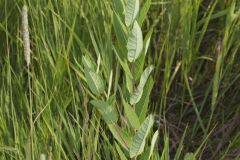 Clasping dogbane, Apocynum sibiricum