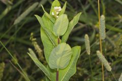 Clasping dogbane, Apocynum sibiricum
