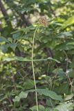 Clasping Milkweed, Asclepias amplexicaulis