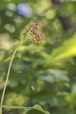 Clasping Milkweed, Asclepias amplexicaulis