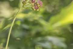 Clasping Milkweed