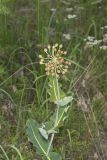 Clasping Milkweed, Asclepias amplexicaulis
