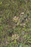 Clasping Milkweed, Asclepias amplexicaulis