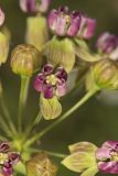 Clasping Milkweed, Asclepias amplexicaulis