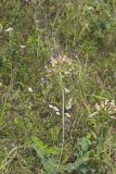 Clasping Milkweed, Asclepias amplexicaulis