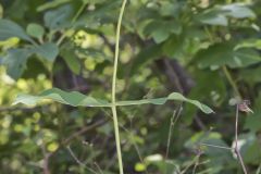 Clasping Milkweed, Asclepias amplexicaulis