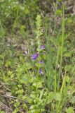 clasping Venus' looking-glass, Triodanis perfoliata