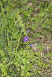 clasping Venus' looking-glass, Triodanis perfoliata