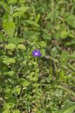 clasping Venus' looking-glass, Triodanis perfoliata