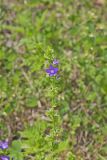 clasping Venus' looking-glass, Triodanis perfoliata