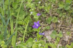 Clasping Venus' looking-glass, Triodanis perfoliata