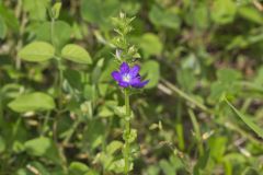 Clasping Venus' looking-glass, Triodanis perfoliata