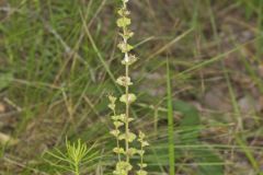 Clasping Venus' looking-glass, Triodanis perfoliata