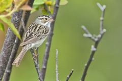 Clay-colored Sparrow, Spizella pallida