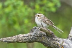 Clay-colored Sparrow, Spizella pallida