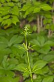 Cleavers, Galium aparine