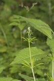 Cleavers, Galium aparine