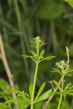 Cleavers, Galium aparine