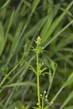 Cleavers, Galium aparine