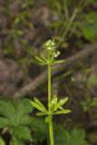 Cleavers, Galium aparine