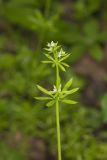 Cleavers, Galium aparine