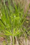 Cleavers, Galium aparine