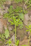 Cleavers, Galium aparine