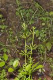 Cleavers, Galium aparine