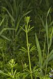 Cleavers, Galium aparine
