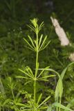 Cleavers, Galium aparine