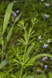 Cleavers, Galium aparine