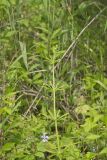 Cleavers, Galium aparine