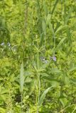 Cleavers, Galium aparine