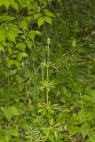 Cleavers, Galium aparine