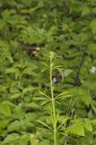 Cleavers, Galium aparine