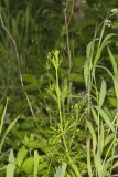 Cleavers, Galium aparine