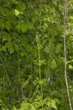 Cleavers, Galium aparine