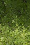 Cleavers, Galium aparine