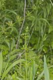 Cleavers, Galium aparine