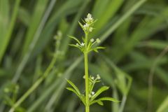 Cleavers, Galium aparine
