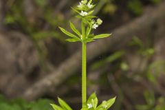 Cleavers, Galium aparine