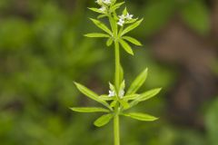 Cleavers, Galium aparine