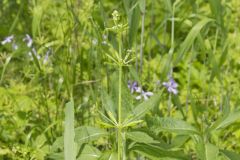 Cleavers, Galium aparine